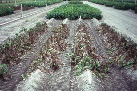 Potato - late blight - field impact - image 3