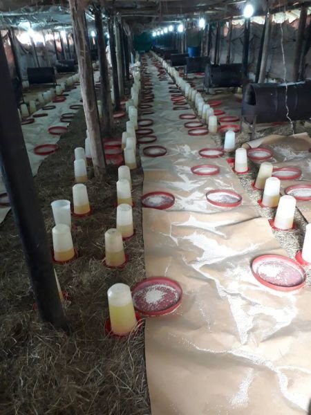 Consultancy on Broiler Production