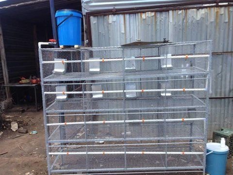 Home made rabbit cages