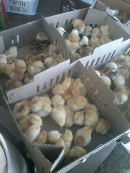 Layers and Boschveld roadrunners : Day Old