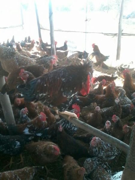 Layers and Boschveld roadrunners : Day Old