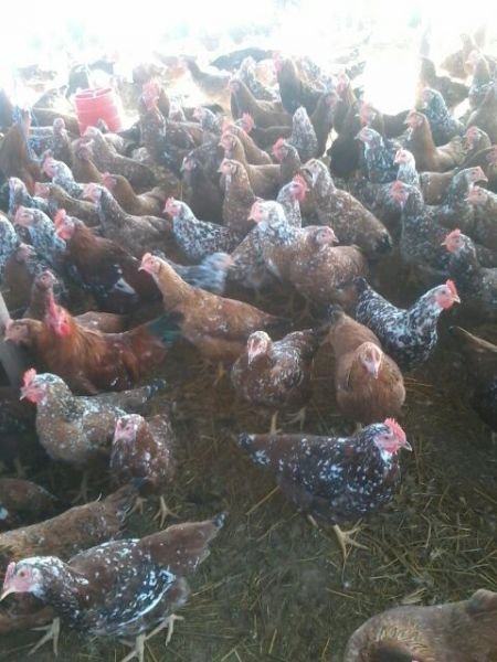 Layers and Boschveld roadrunners :  Point of Lay