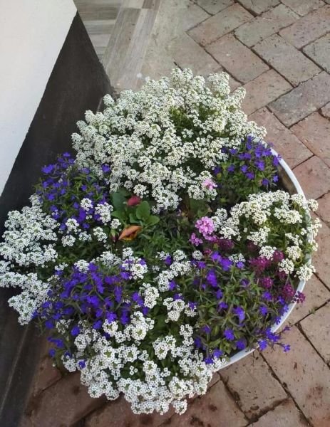 Your trusted lawn care planter