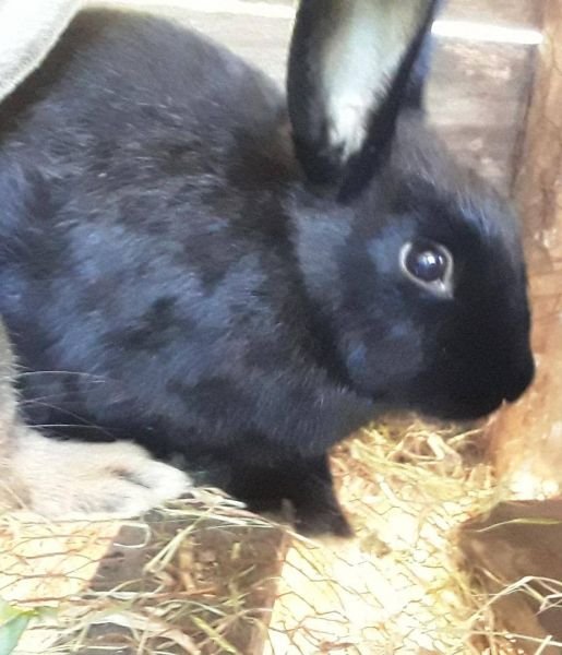 Rabbits (bucks) for sale in Harare