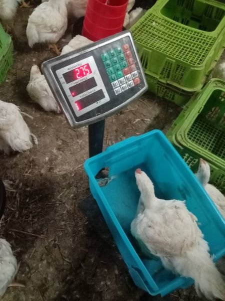 LIVE BROILERS - BULAWAYO