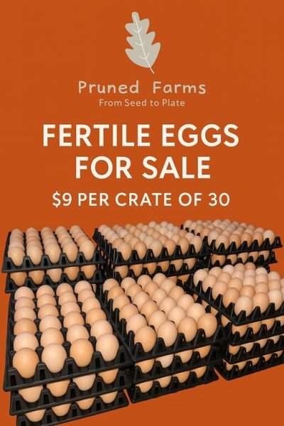 Black Australorp fertile eggs