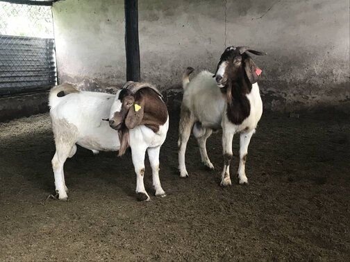 Boer Goats for Sale
