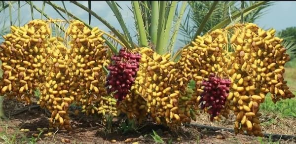 Date palm plants for sale
