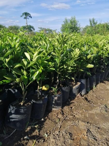Orange seedlings for sale