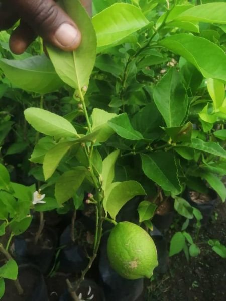 Lemon seedlings for sale