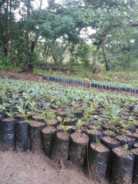 Wattle tree seedlings for sale