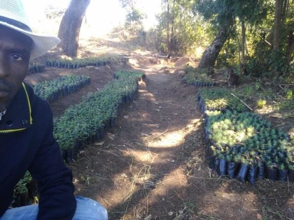 Wattle tree seedlings for sale