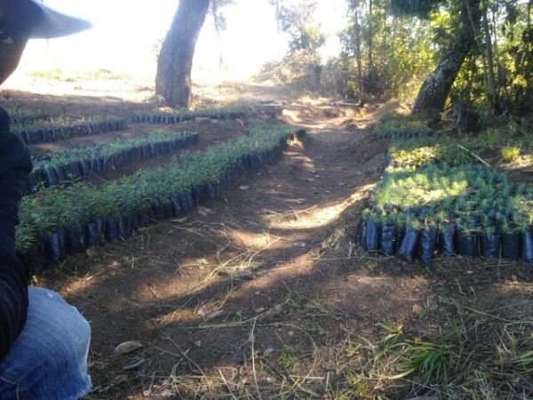 Wattle tree seedlings for sale
