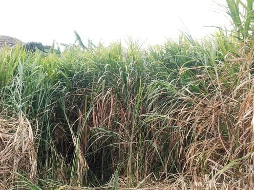 Bana / Napier grass pasture, fodder