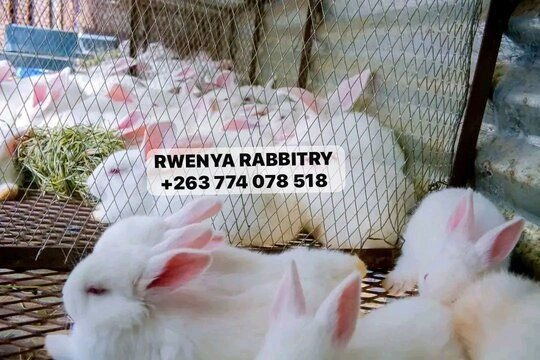 NEW ZEALAND WHITE RABBIT WEANERS AVAILABLE..!!