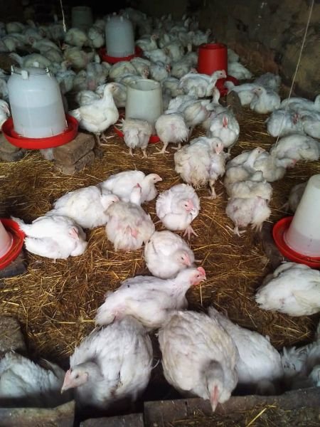 Broiler producer / supplier