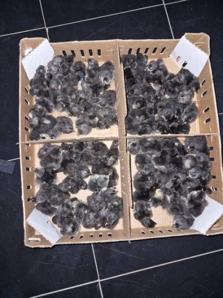 🐣 DAY-OLD / WEEK-OLD Black Australorp CHICKS