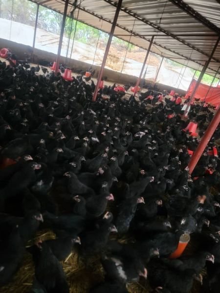 📣 BLACK AUSTRALORP POINT OF LAY PULLETS — READY TO PRODUCE! 🔥
