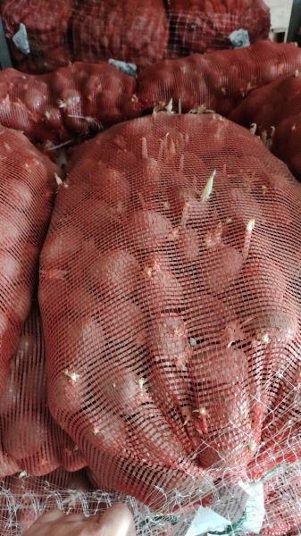 Sprouted potato seeds available