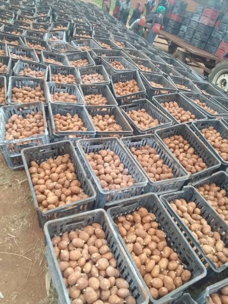 Sprouted potato seeds available