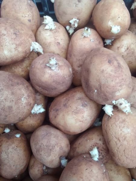 Sprouted potato seeds available