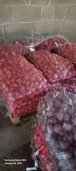 Sprouted potato seeds available