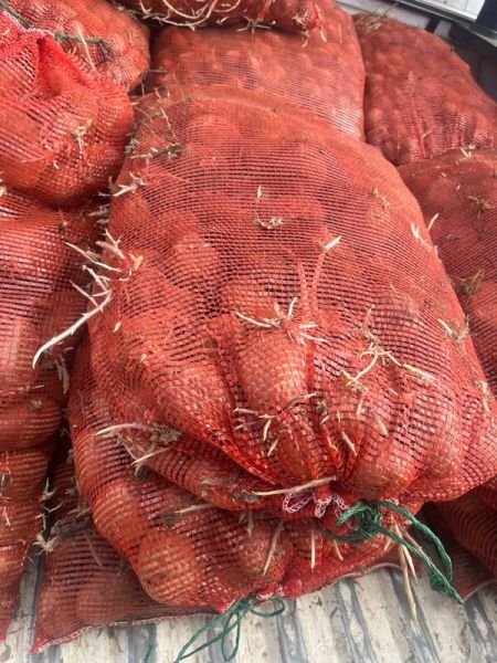 Sprouted potato seeds available