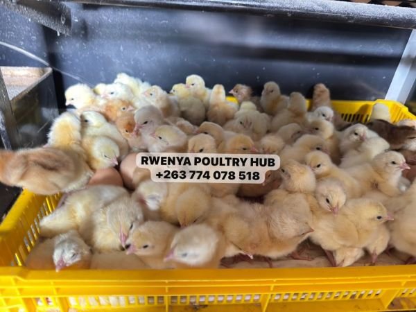 SASSO SUSSEX DAY OLD CHICKS..!!