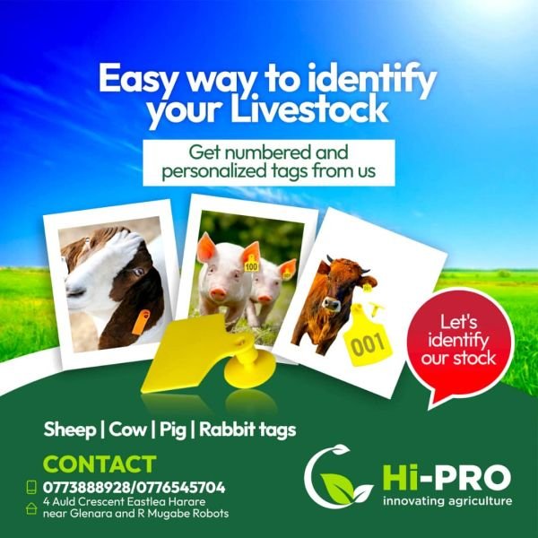 Livestock tags for sale