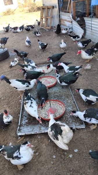 Ducks