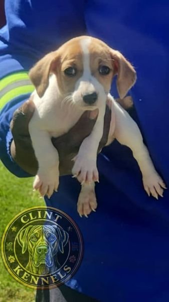 Puppies For Sale Harare