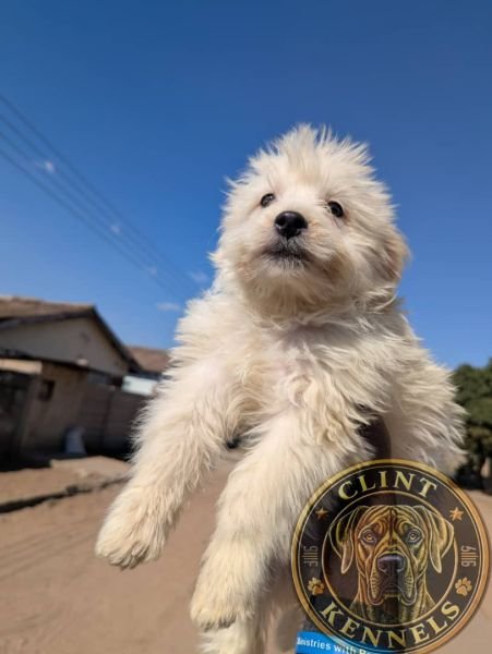 Puppies For Sale Harare