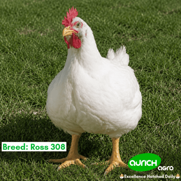 Broiler Chickens