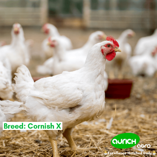 Broiler Chickens