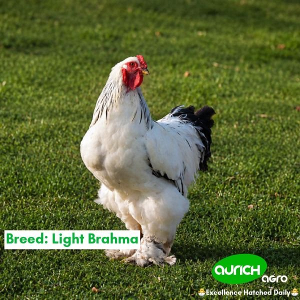 Free-Range Chicken Layers