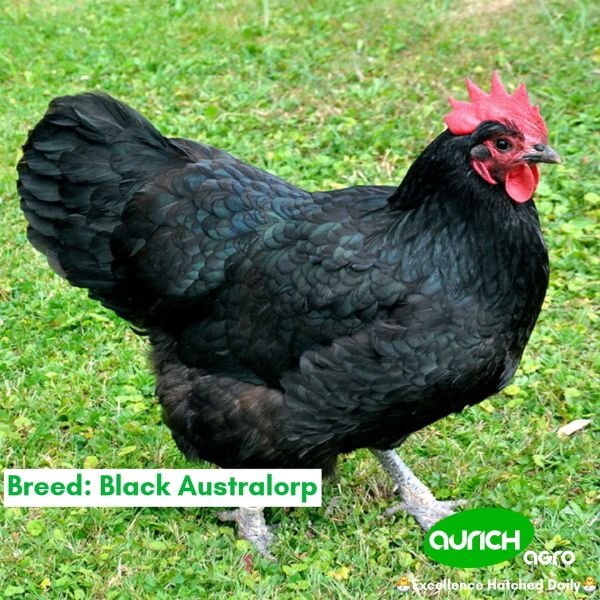 Black Australorp