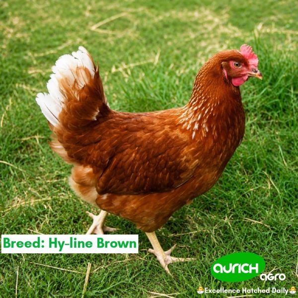 Off-Layer Chickens