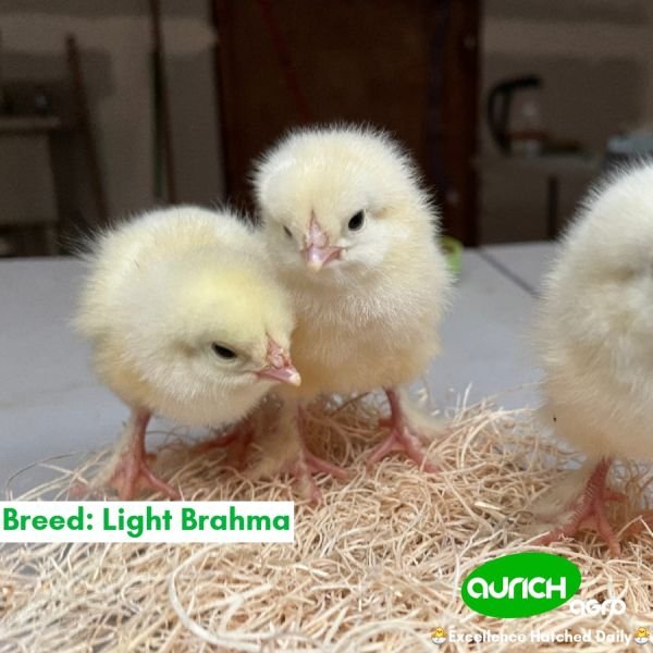 Free-Range Day-Old Chicks