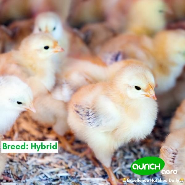 Free-Range Day-Old Chicks