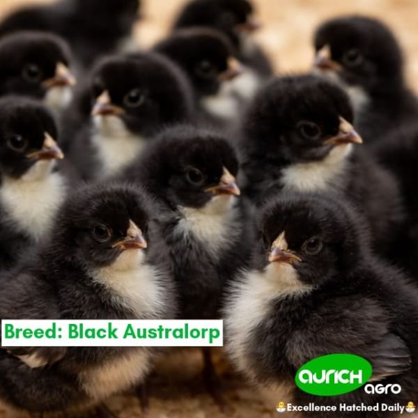 Black Australorp Day-Old Chicks