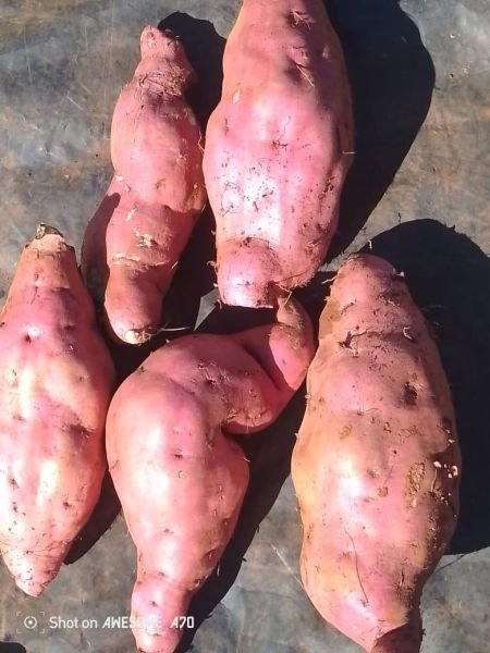 Sweet potatoes available in Mvurwi