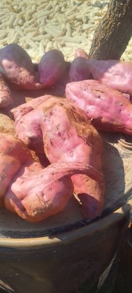Sweet potatoes available in Mvurwi