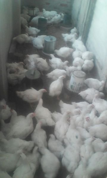 For big and tasty broiler chickens for sale - HARARE